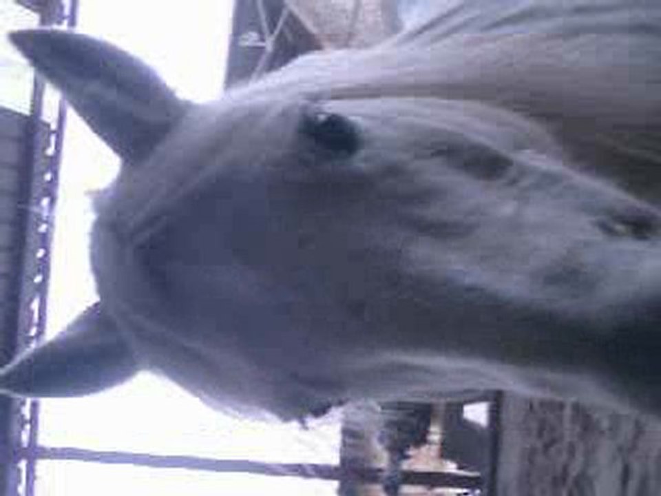 lacher de chevaux