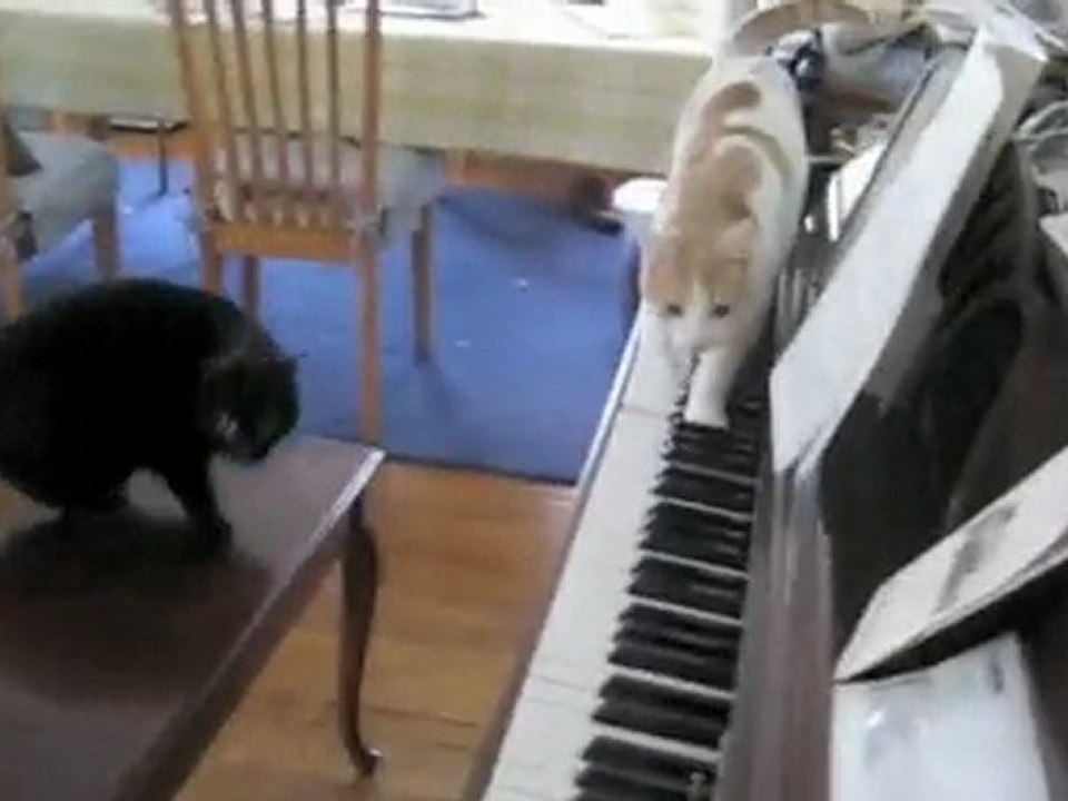 Grammy Cat