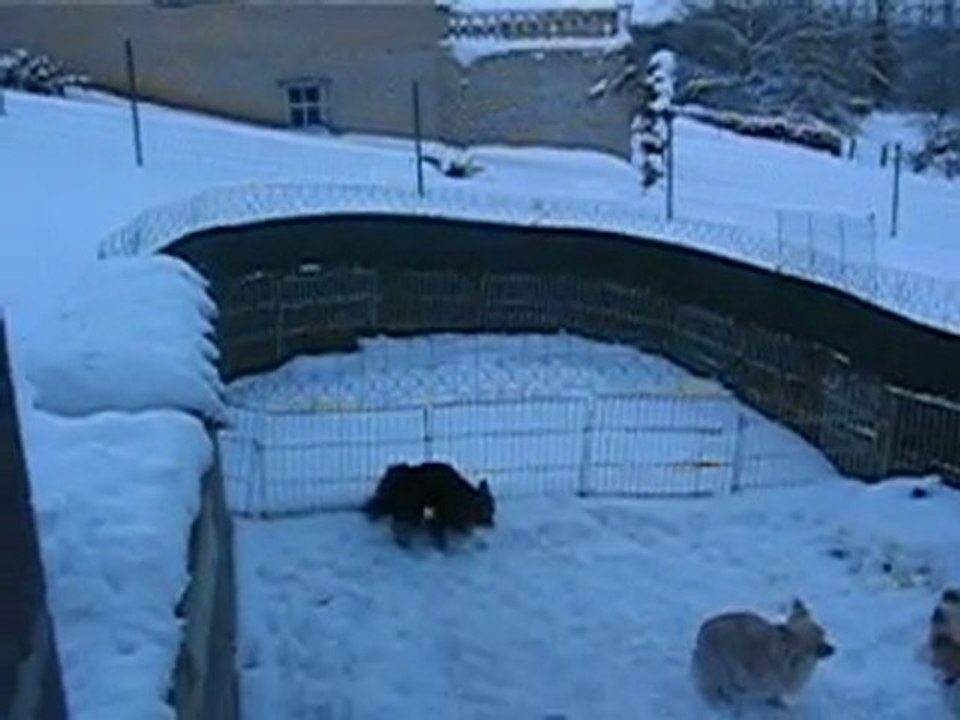 mes chi dans la neige