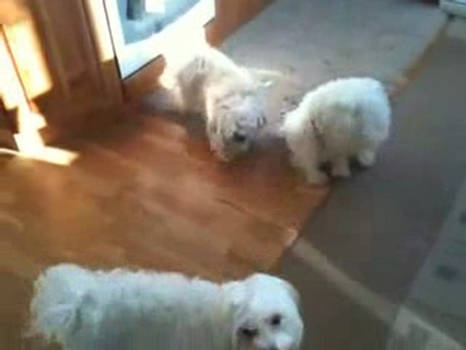 Maltez Dog, Lhasa Apso, Bolognese Dog