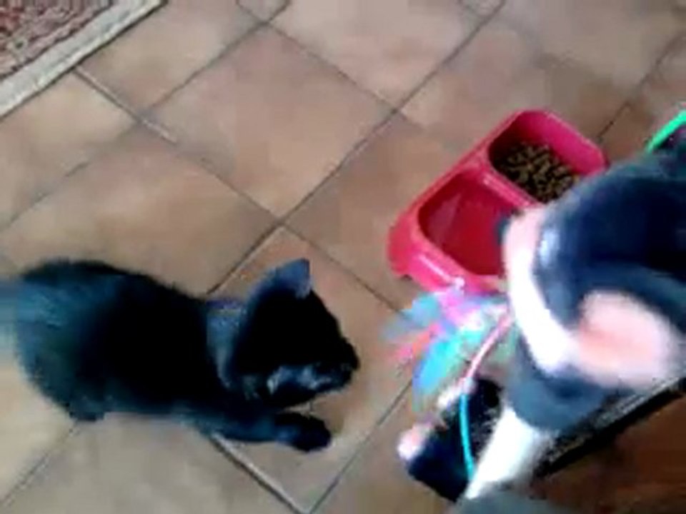 mon chaton ki jouue !