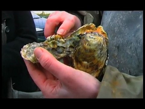 Europe Écologie Poitou-Charentes St Martin en Ré