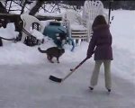 chat hockey sur glace