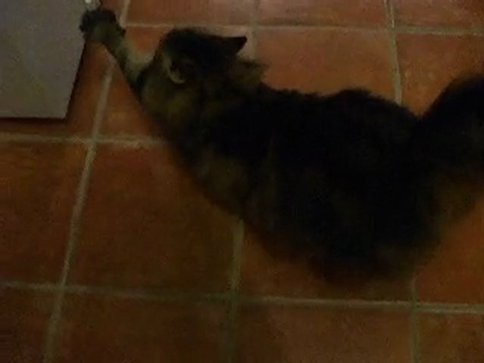 YOUT fait ses premiers pas !!!