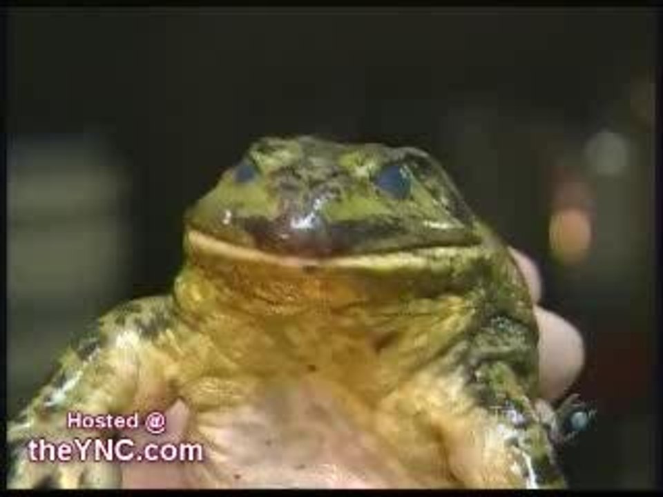 Frog Sashimi