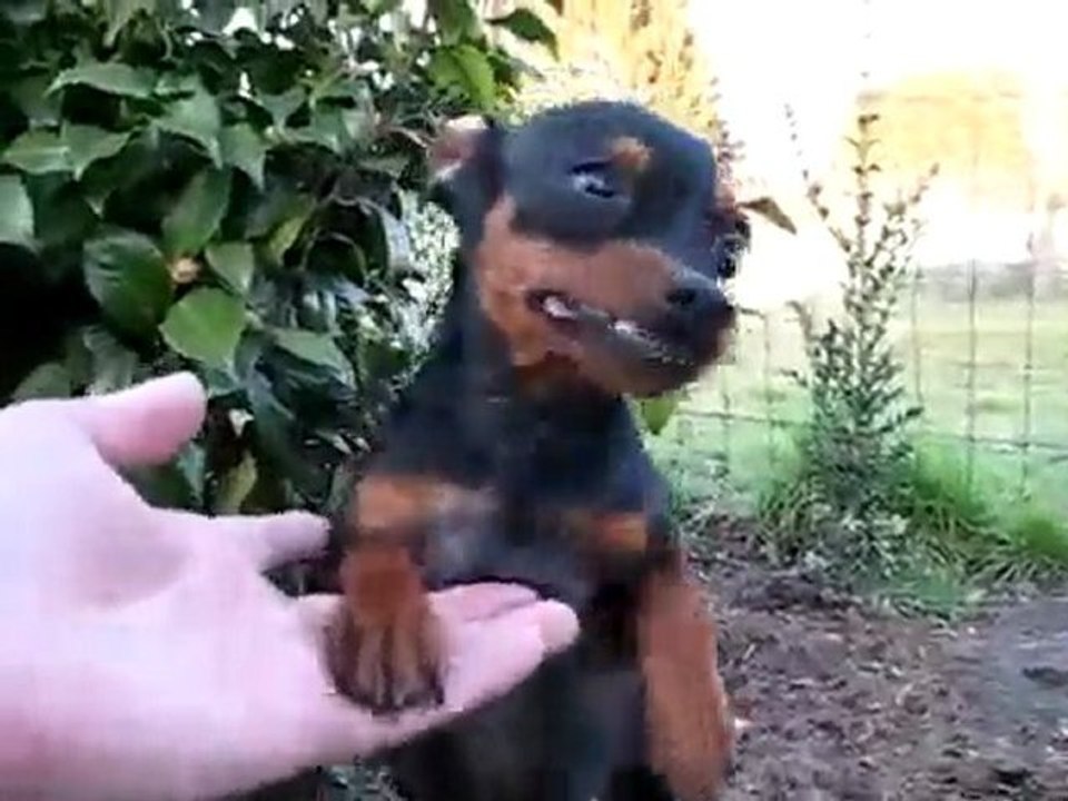Attaque de pinscher nain.... Terrrrrible !