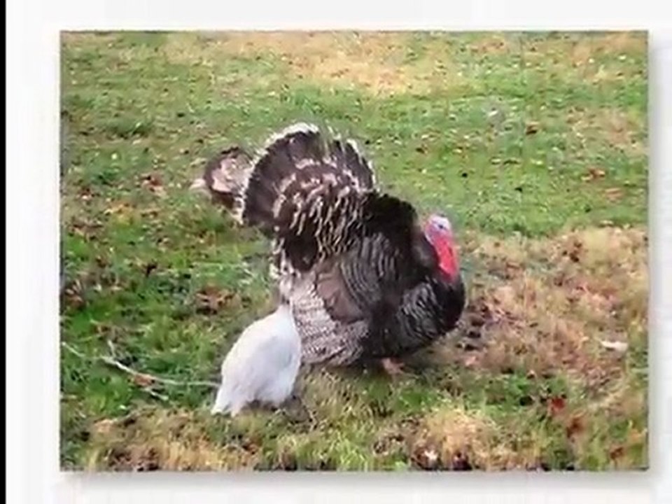 love the animals