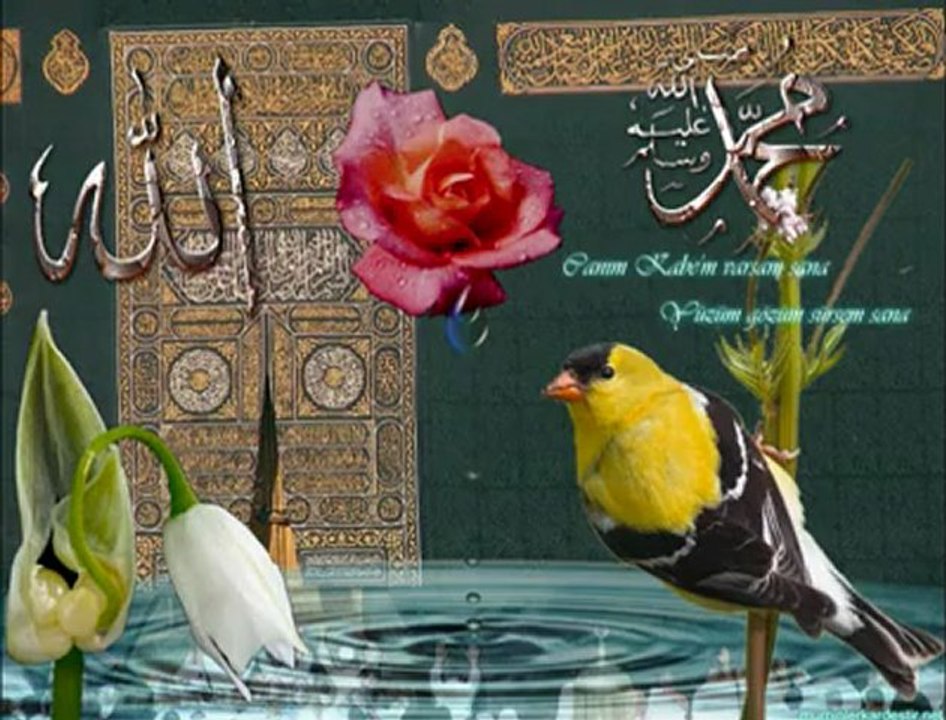 Taner Yüncüoğlu - Yağmur Gazeli