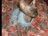 mes chats sphynx