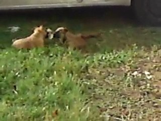 malinois 7 semaine sam & jack