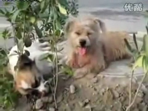 Dogs- Female dog killed, Male dog stayed