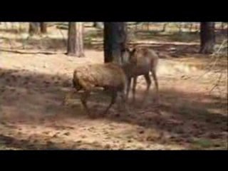 South Rim Grand Canyon Jeep Tour Video