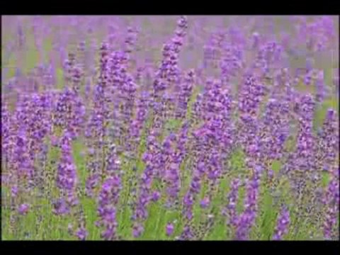 Les Prières Des Musulmans Dans Le Coran -