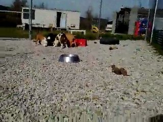 American Staff La Technique du Stagiaire