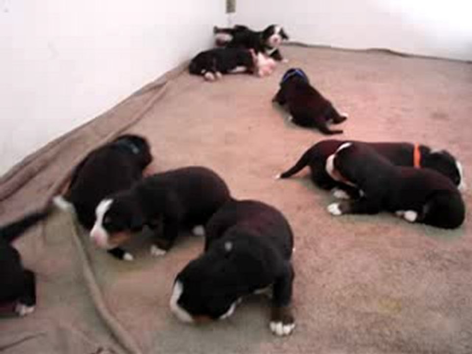 Portée Ceenah x Djazz - les bébés ont 10 jours