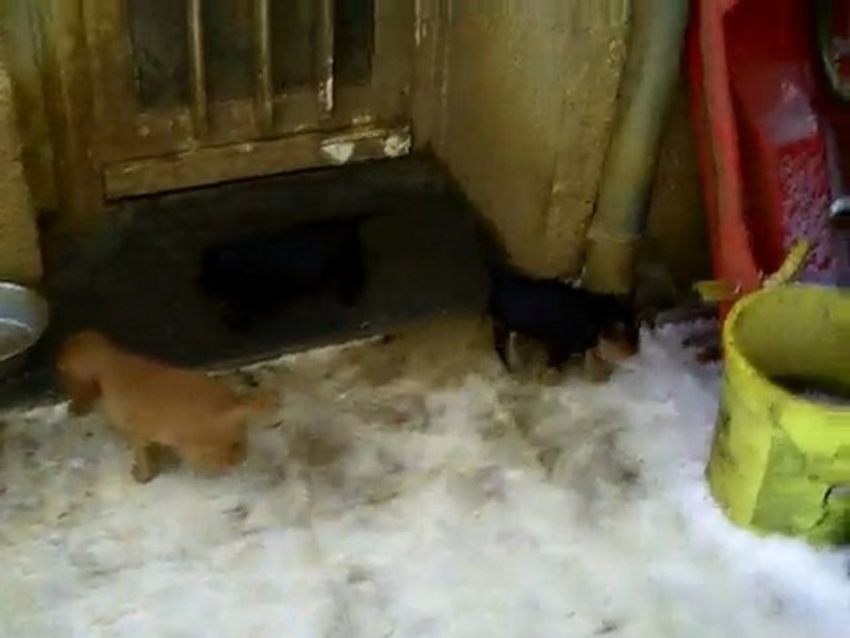 CLIP0038les bébés cockers dans la neige