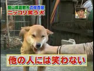Ce chien japonais a le sourire quand il est content.
