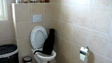 Кот