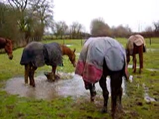 MOV06094 Tenacia et toute la troupe qui s'éclaboussent