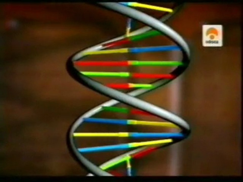 La estructura del ADN: Watson y Crick