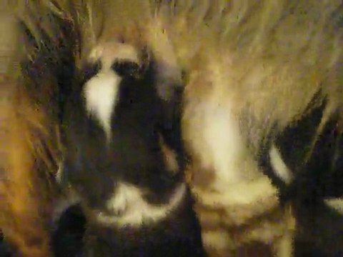 Le repas des petits monstres!!!