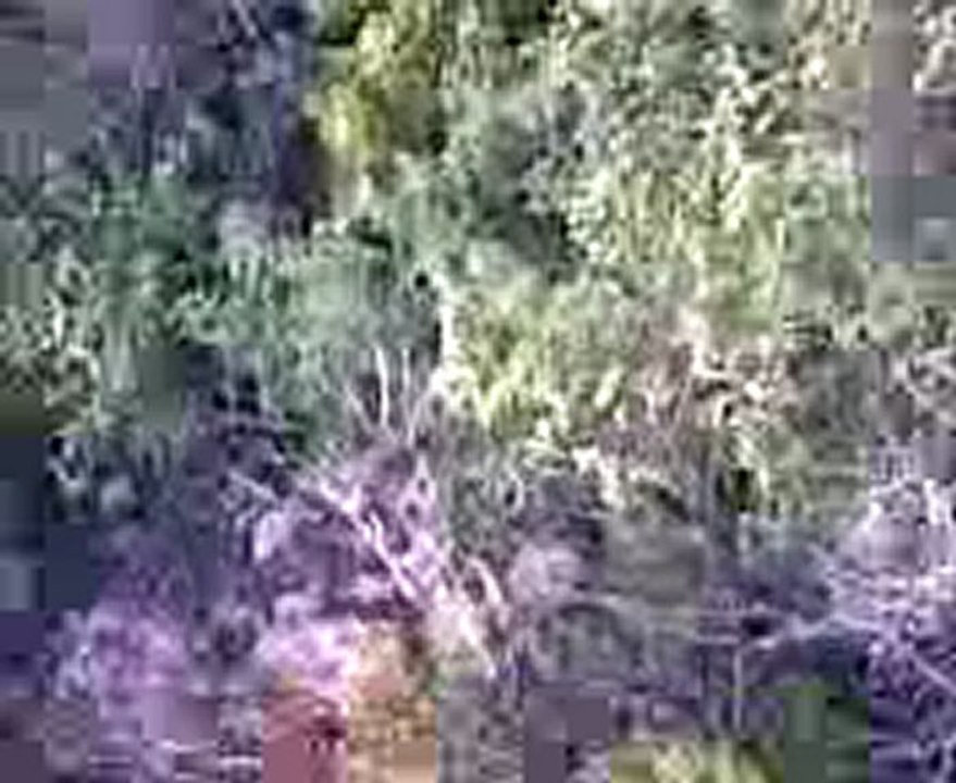 efehunter35-Domuz avlarimdan