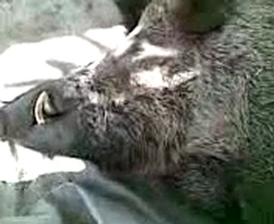 efehunter35-yağcılar köyü domuz avımızzz,,.