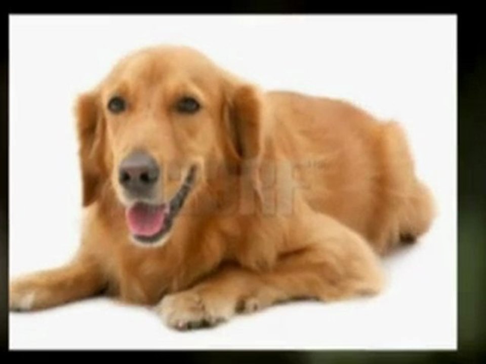 Doggie boarding