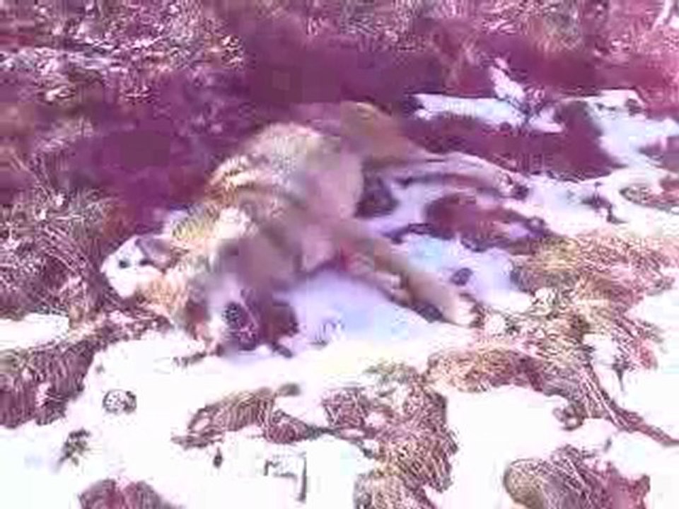 Doludere Köyü Avcıları-4