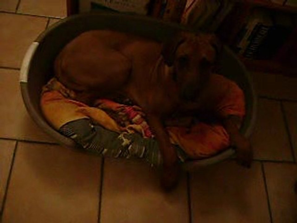 sursauts anormaux chien