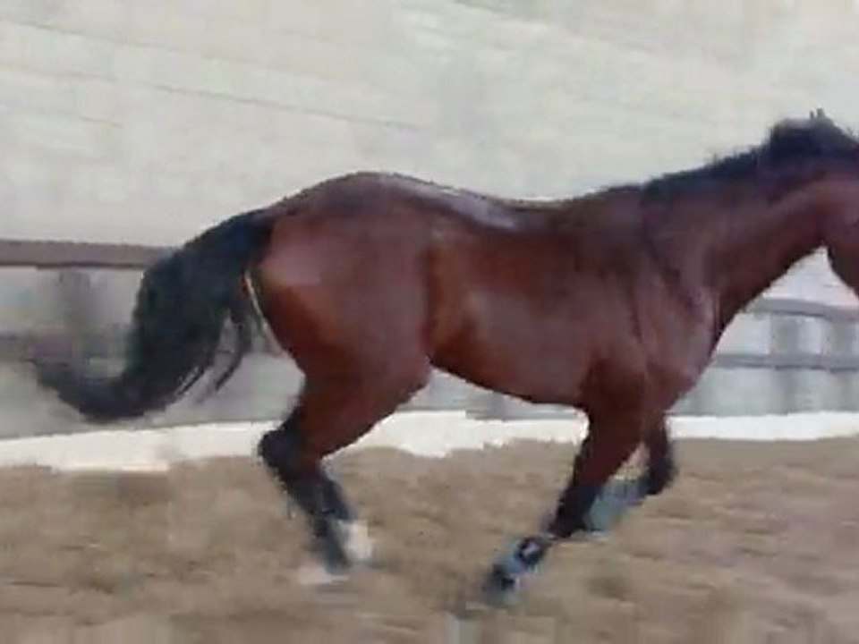 TENAROA CAPITELLES 02/02/2010 A 3ANS, ses débuts en saut.