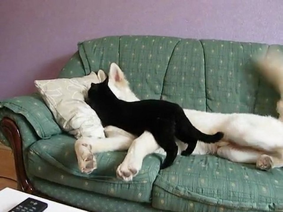 Mon loup maitrisé par mon chat