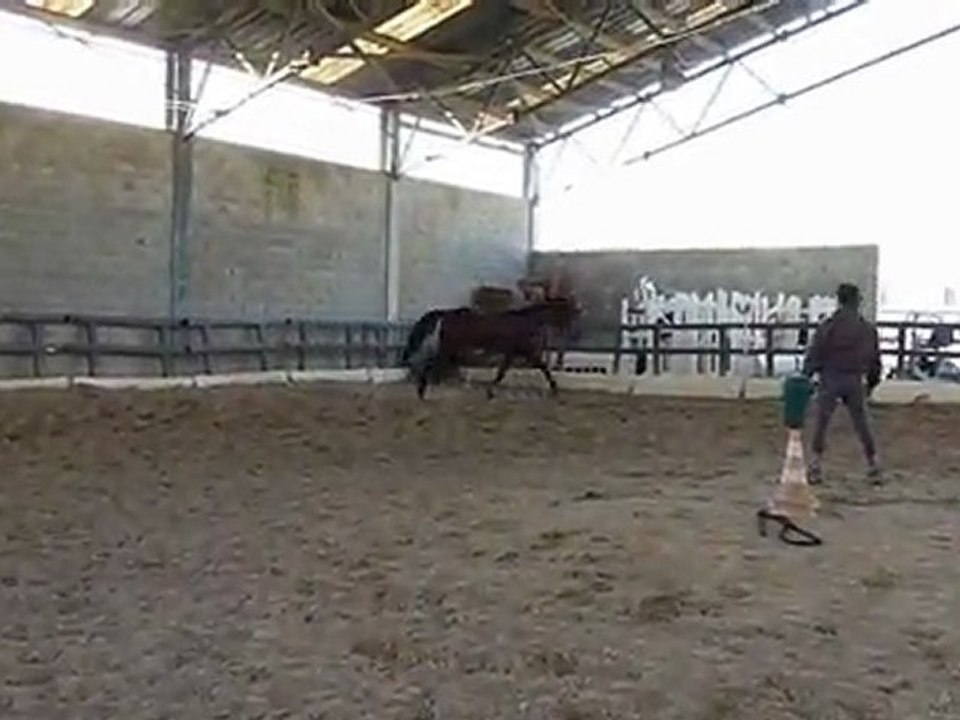 TENAROA CAPITELLES 02/02/2010 à 3ANS, ses débuts en saut.