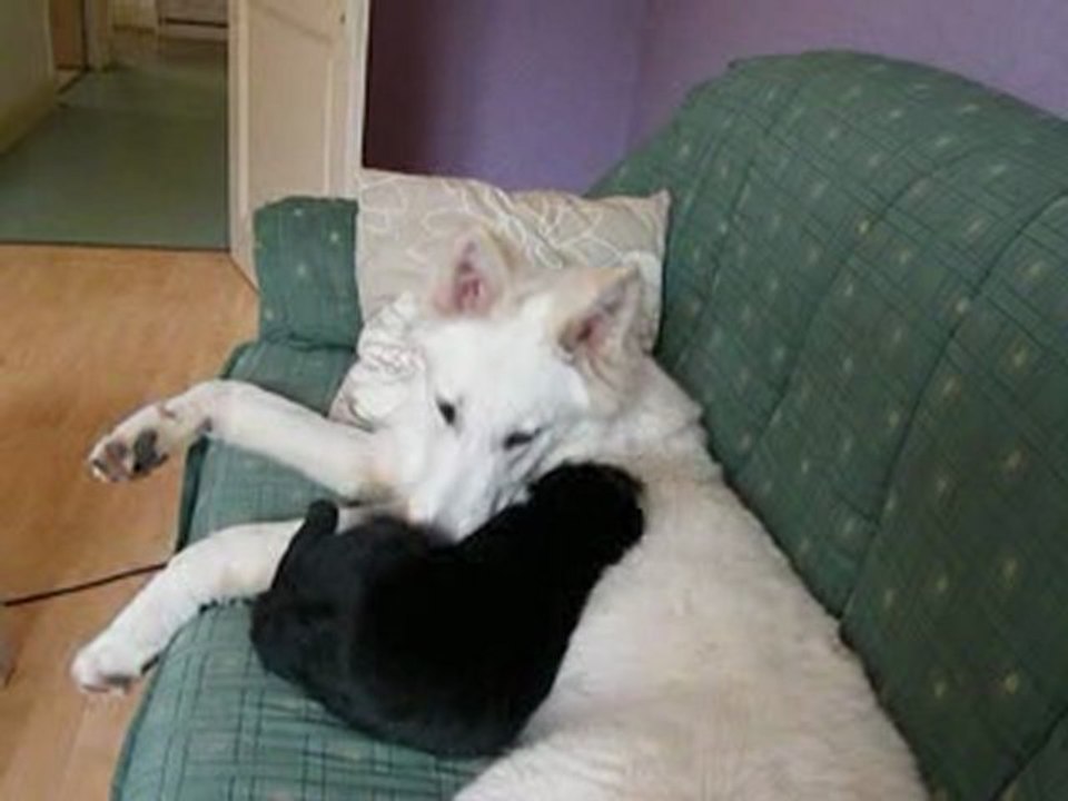 Combat  entre mon loup et mon chat