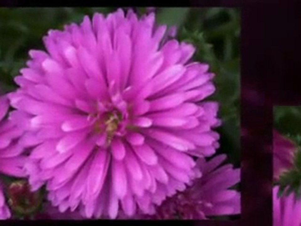 Dental Plans  Affordable Dental Insurance Alternative