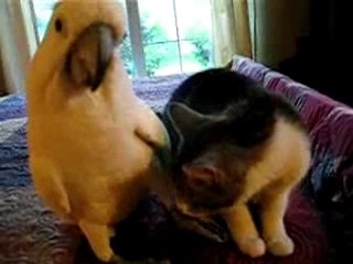 Kedi ile papağanın inanılmaz sevimliliği