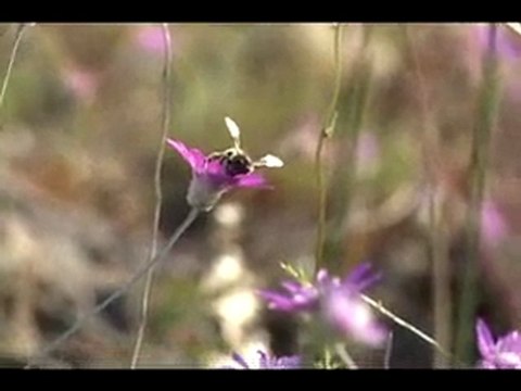 Karşıdan görünen hey dost ne güzel yayla (karer)