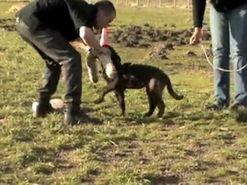 Berger Hollandais: Elgos du Royaume des Sept Îles