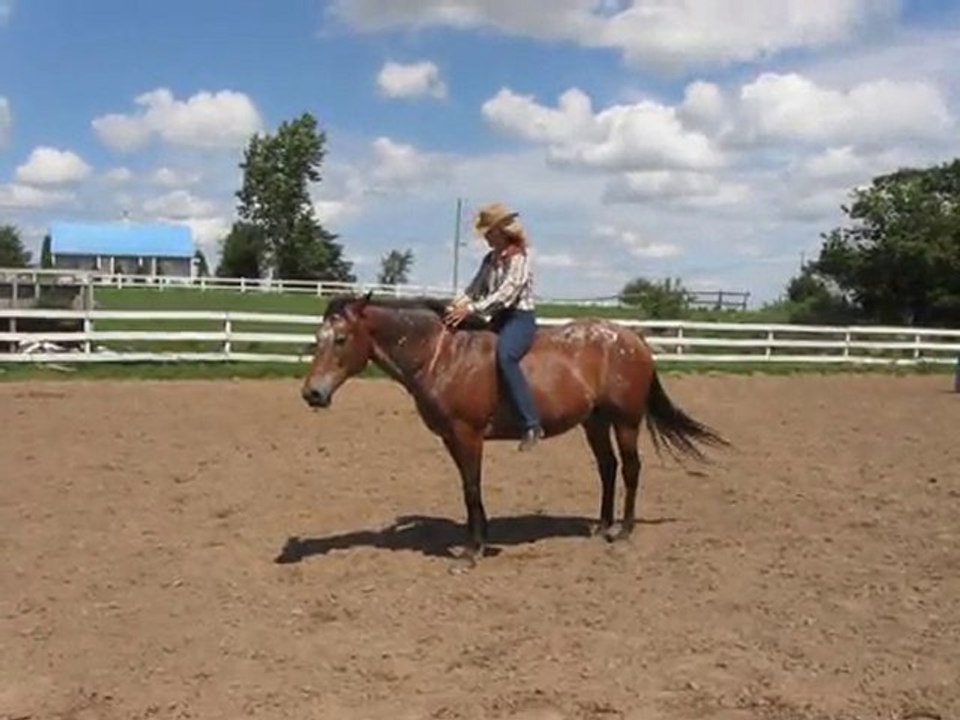 Warrior le cheval appaloosa et Francine