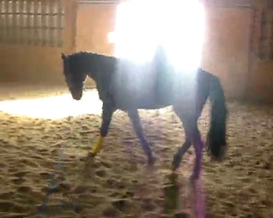 Gus à la longe le 2février 2O1O.