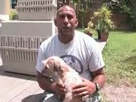 How To Care For Small Dog Breeds - Dog Training Tips