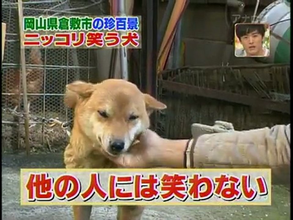 Il Cane Che Ride