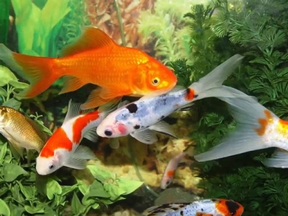 PhotoStory1.wp3  Woda