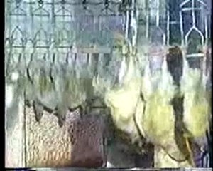 meat is murder-the smiths