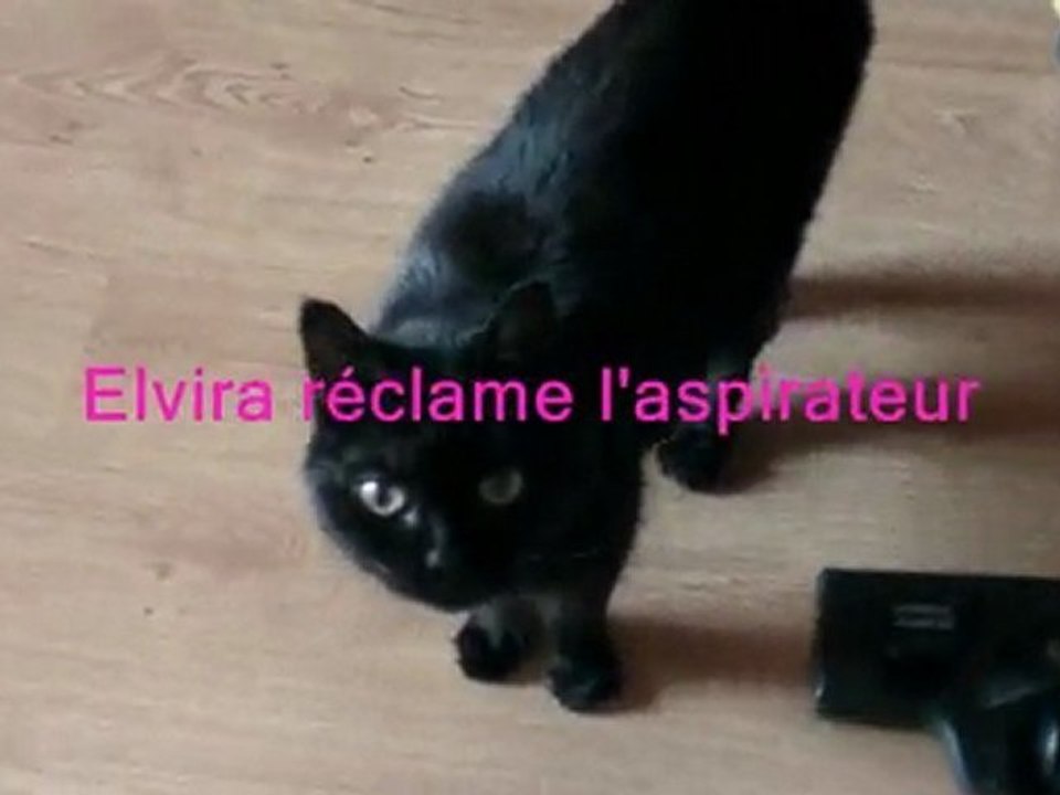 Chat elvira et l'aspirateur