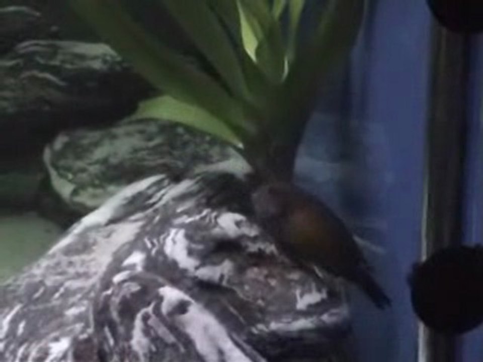 Tropheus Duboisi-Tropheus Kasakalawe