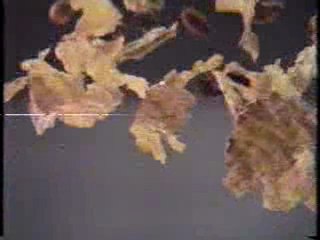 Silver Spoons bumper / Kellogg's Raisin Bran