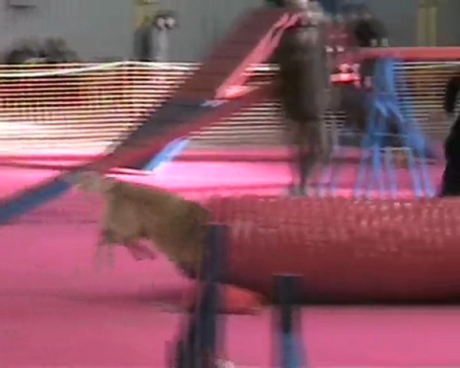 Concours agility Woincourt (2) 2010