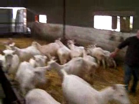 Ségolène Royal au chevet des éleveurs