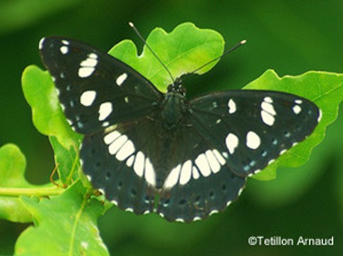 Yves Paccalet parle de biodiversité